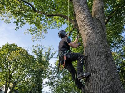 Climber ascending the trunk of a dying ash on rope and spikes