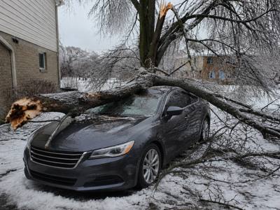 Ice-loaded tree down across a parked car after freezing rain