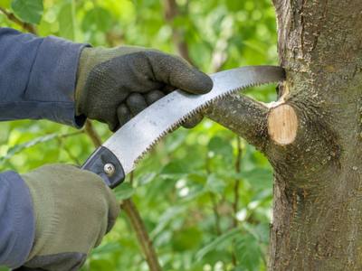 Hand saw finishing a pruning cut back to the branch collar