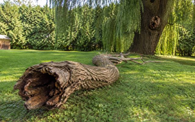 Hollow dead trunk section lying on the grass beside a willow