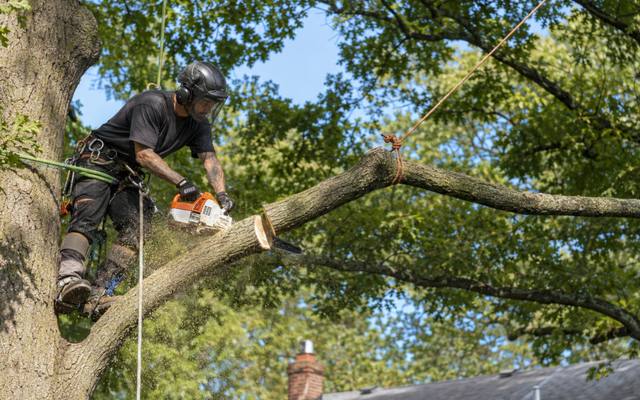 Climber cutting a limb back above a roofline